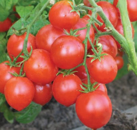 Самые лучшие сорта томатов прошлого сезона